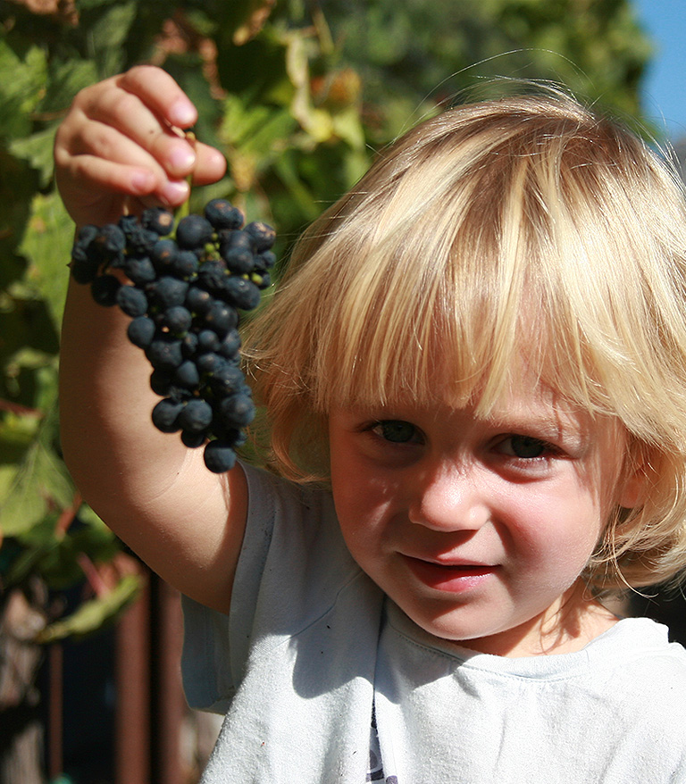 Child holding Figge grapes
